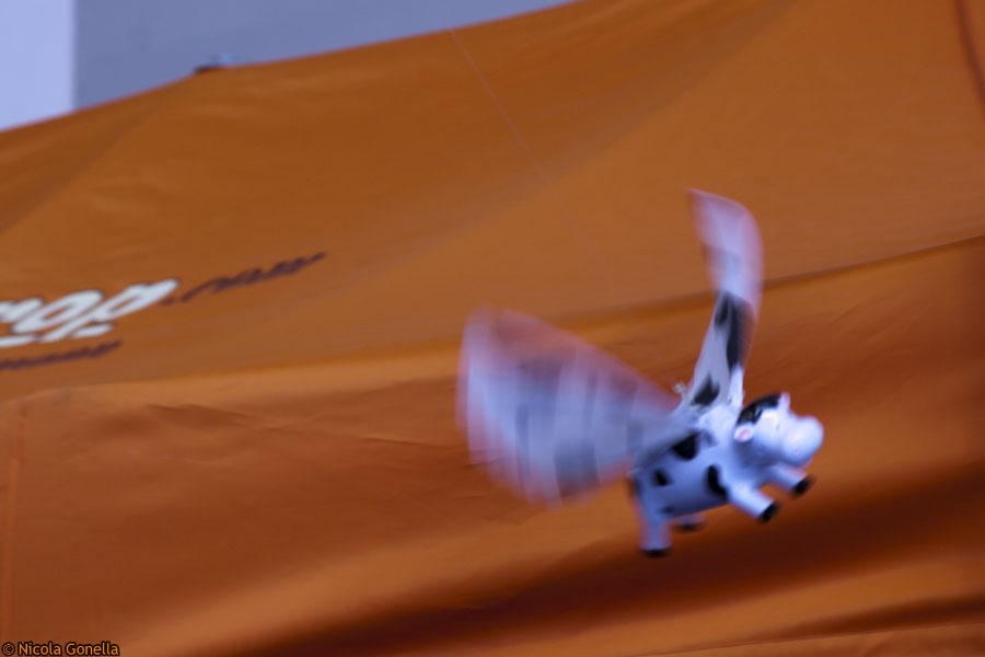 quando le mucche voleranno...