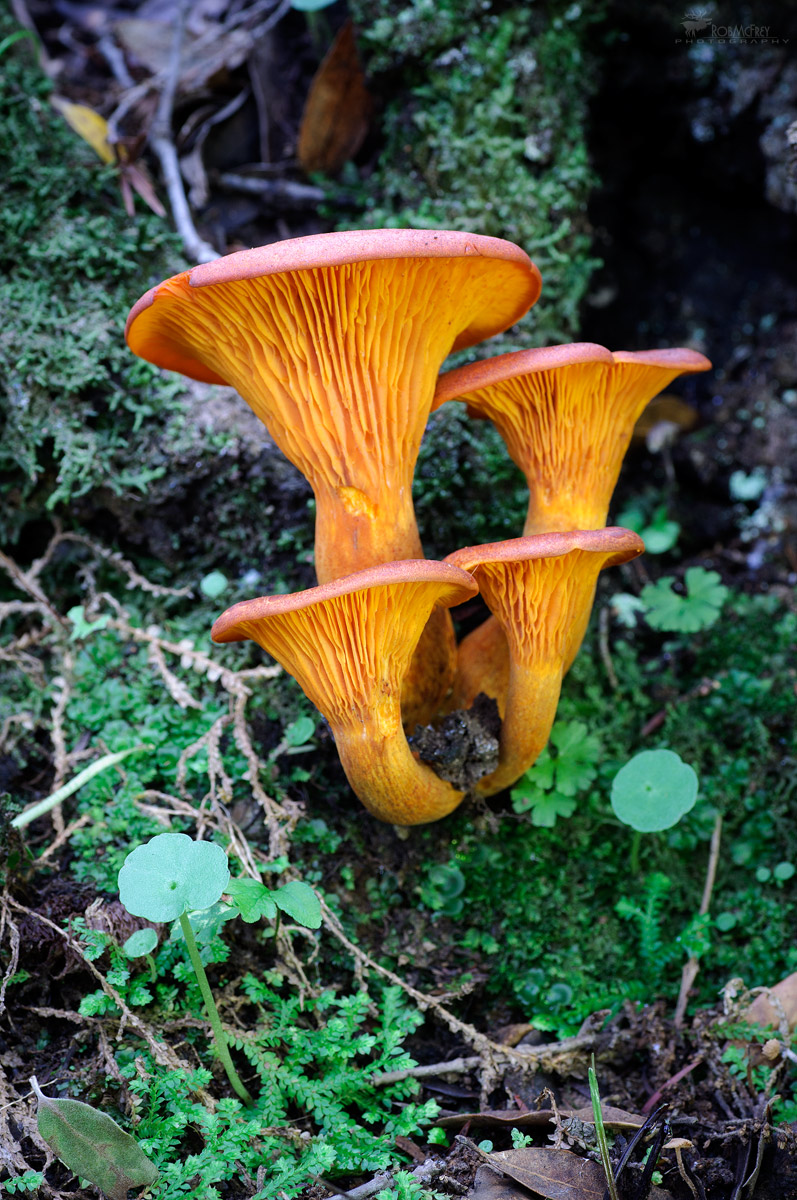 Omphalotus olearius - Fungo dell'Olivastro