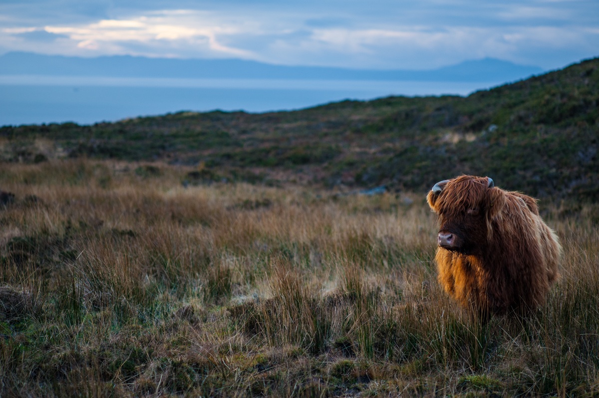 Long-hair Scottish cow