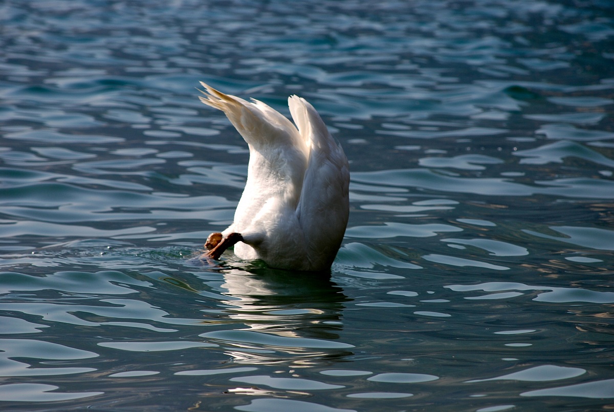 c'e' qualcuno sott'acqua!