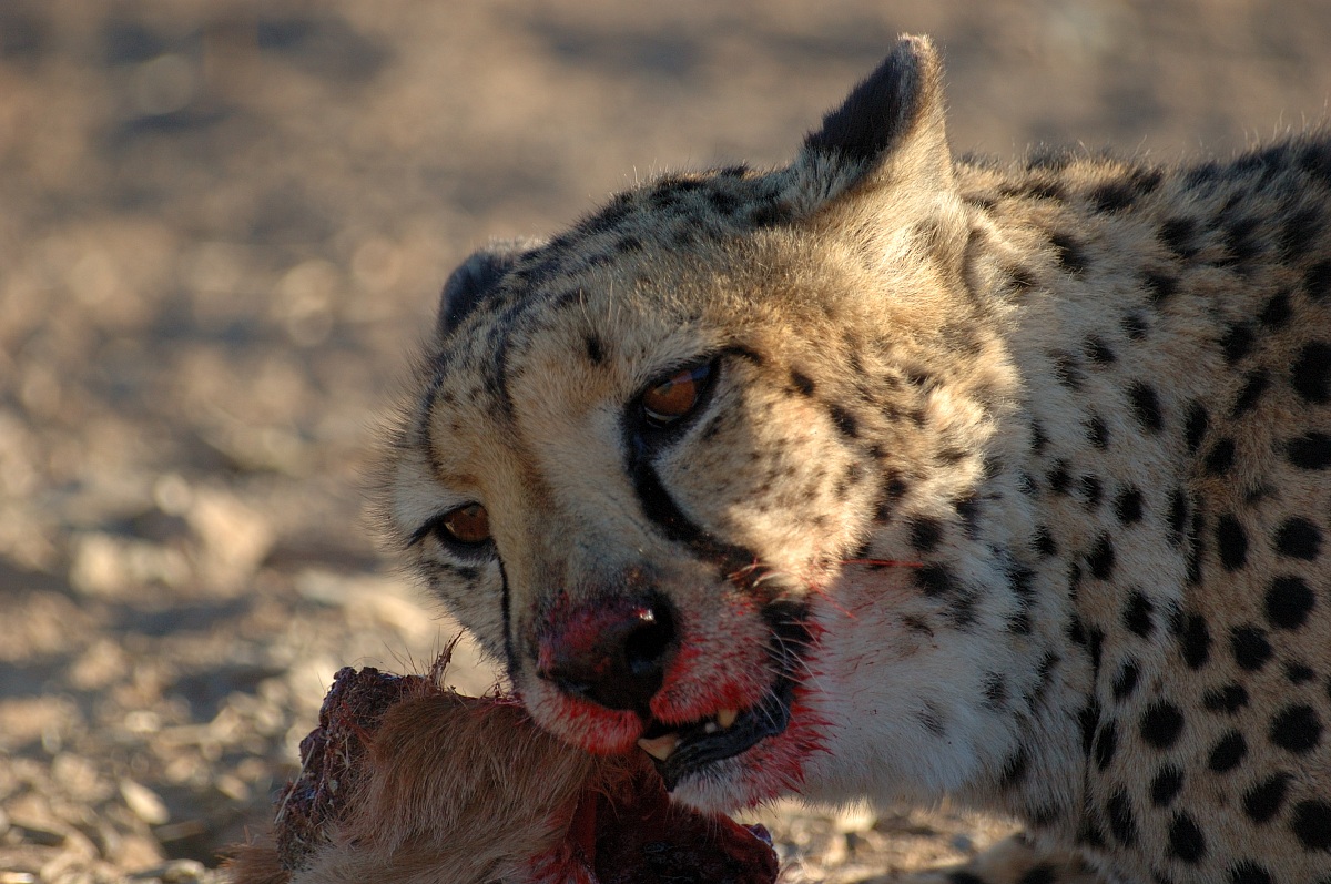 snack Cheetah