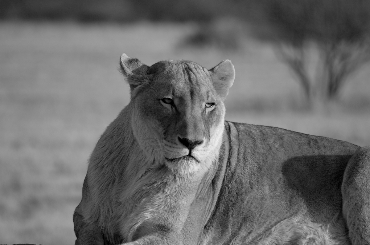 lioness