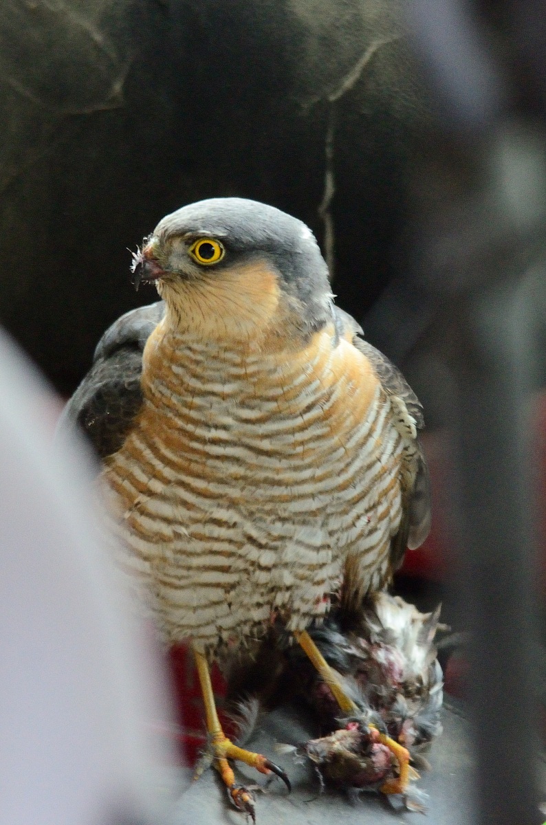 Sparviero o almeno credo