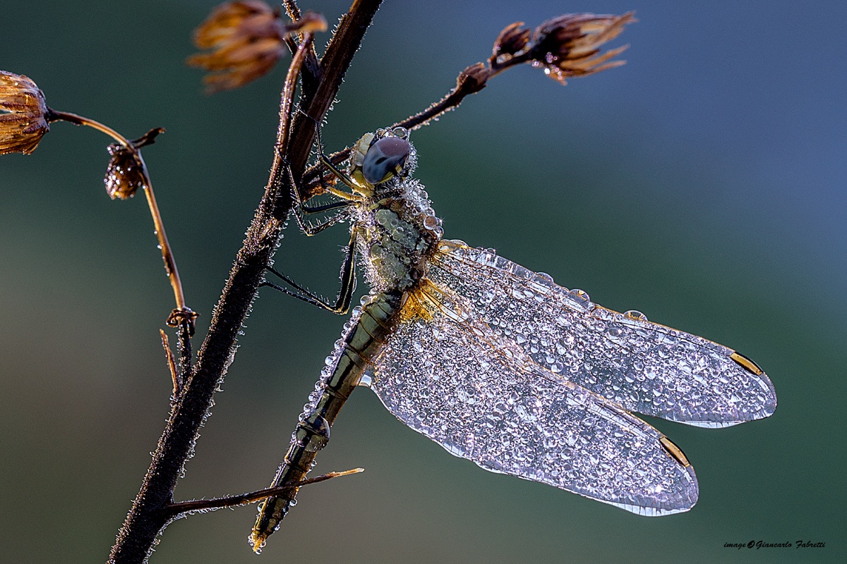 libellula