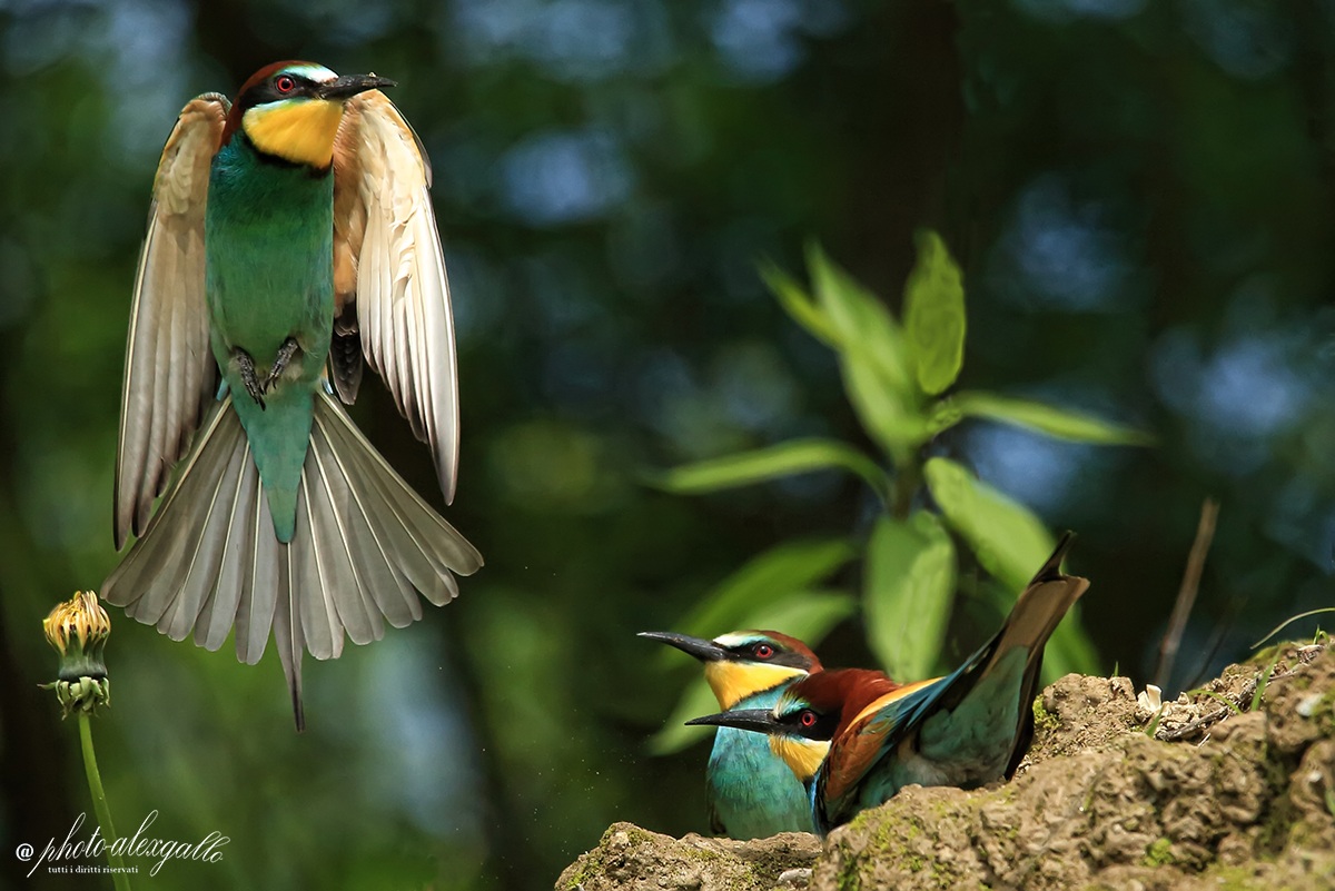 la Danza del Gruccione