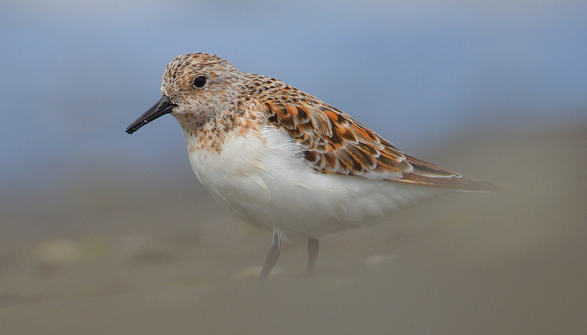 Piovanello Tridattilo