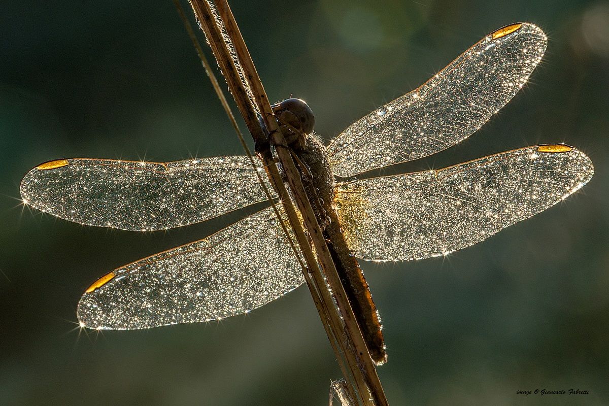 libellula