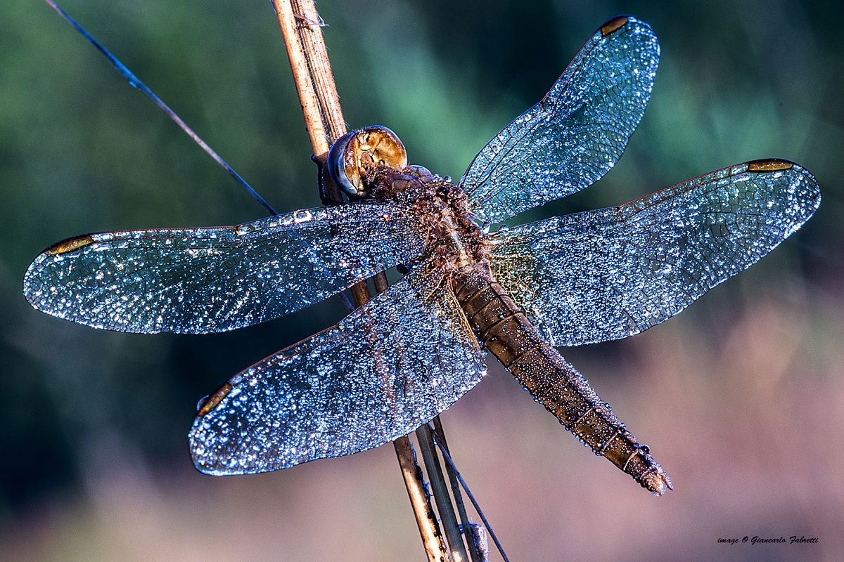 libellula