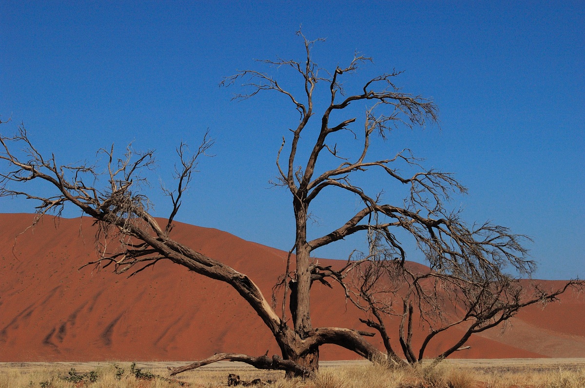 Namib Desert