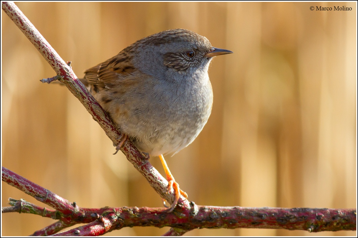 Dunnock - Dunnock