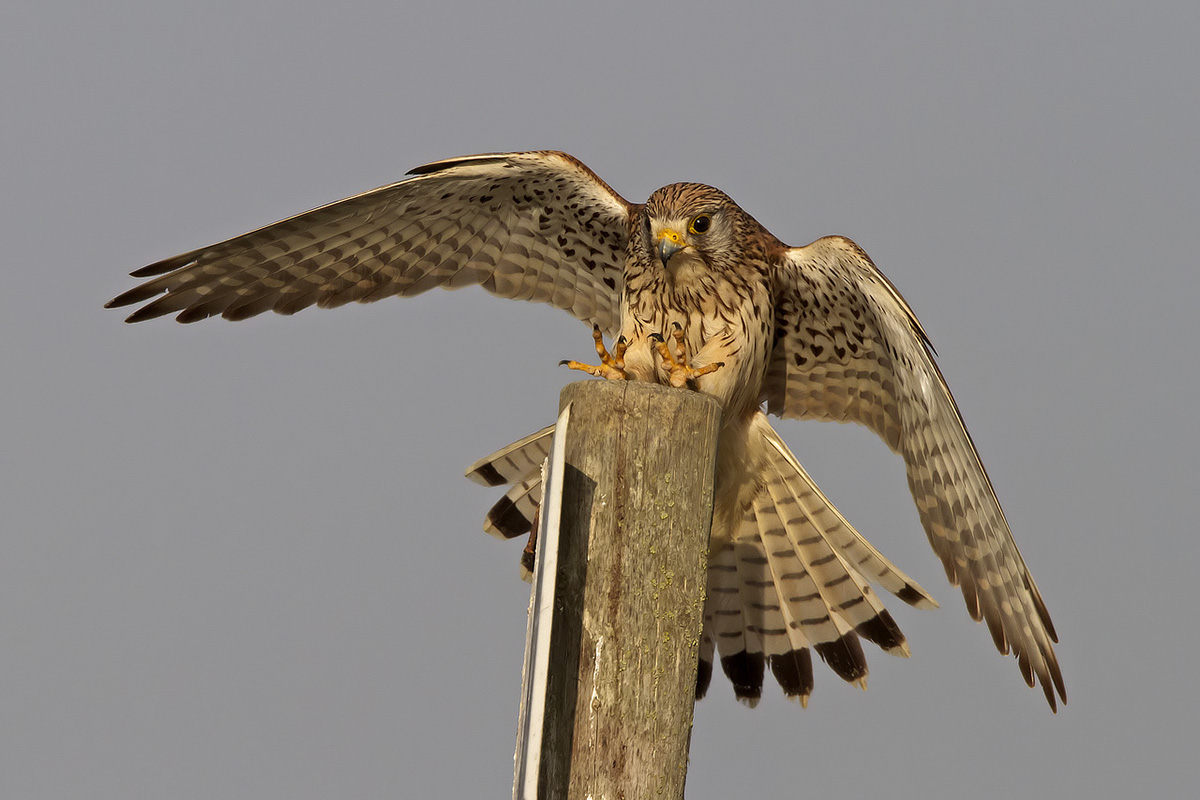 l'atterraggio del gheppio