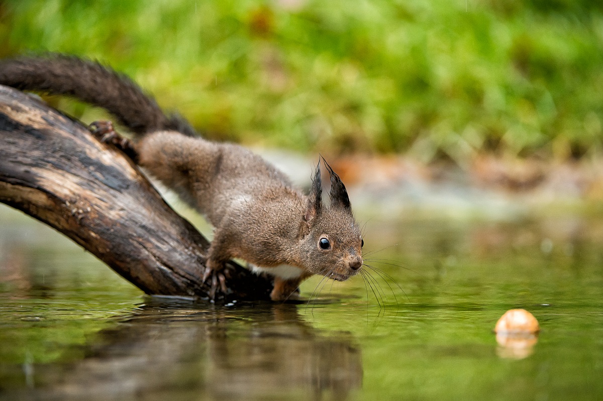 Mi Tuffo...Di Testa o di Pancia????