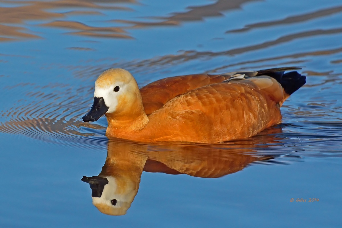 Casarca (Tadorna ferruginea)