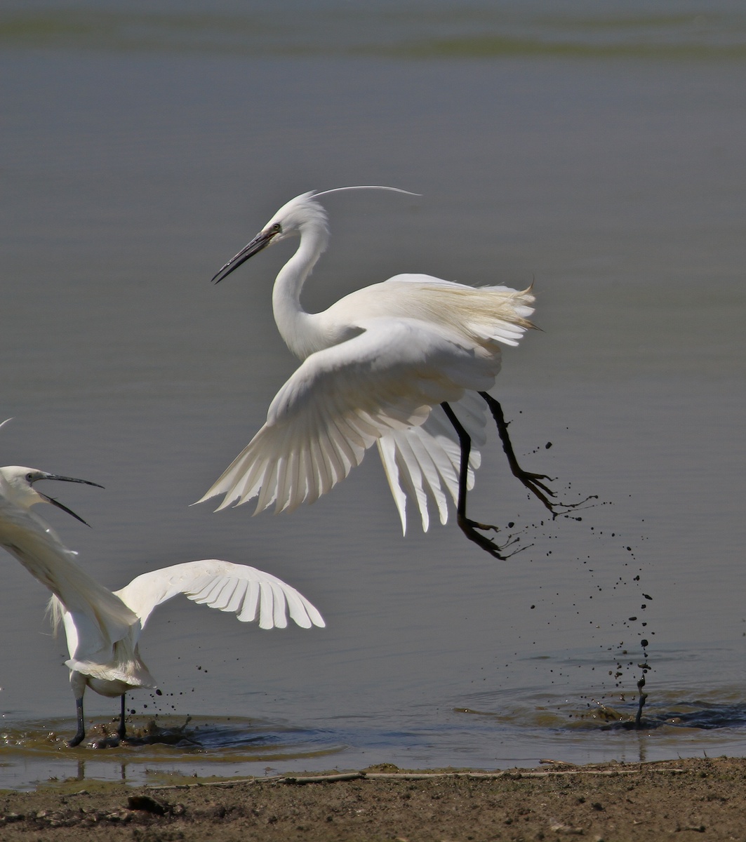 Garzette in Lotta 01