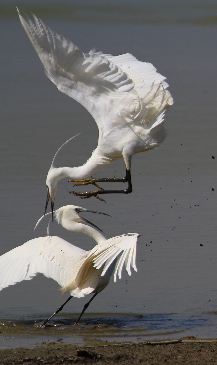 Garzette in Lotta 02