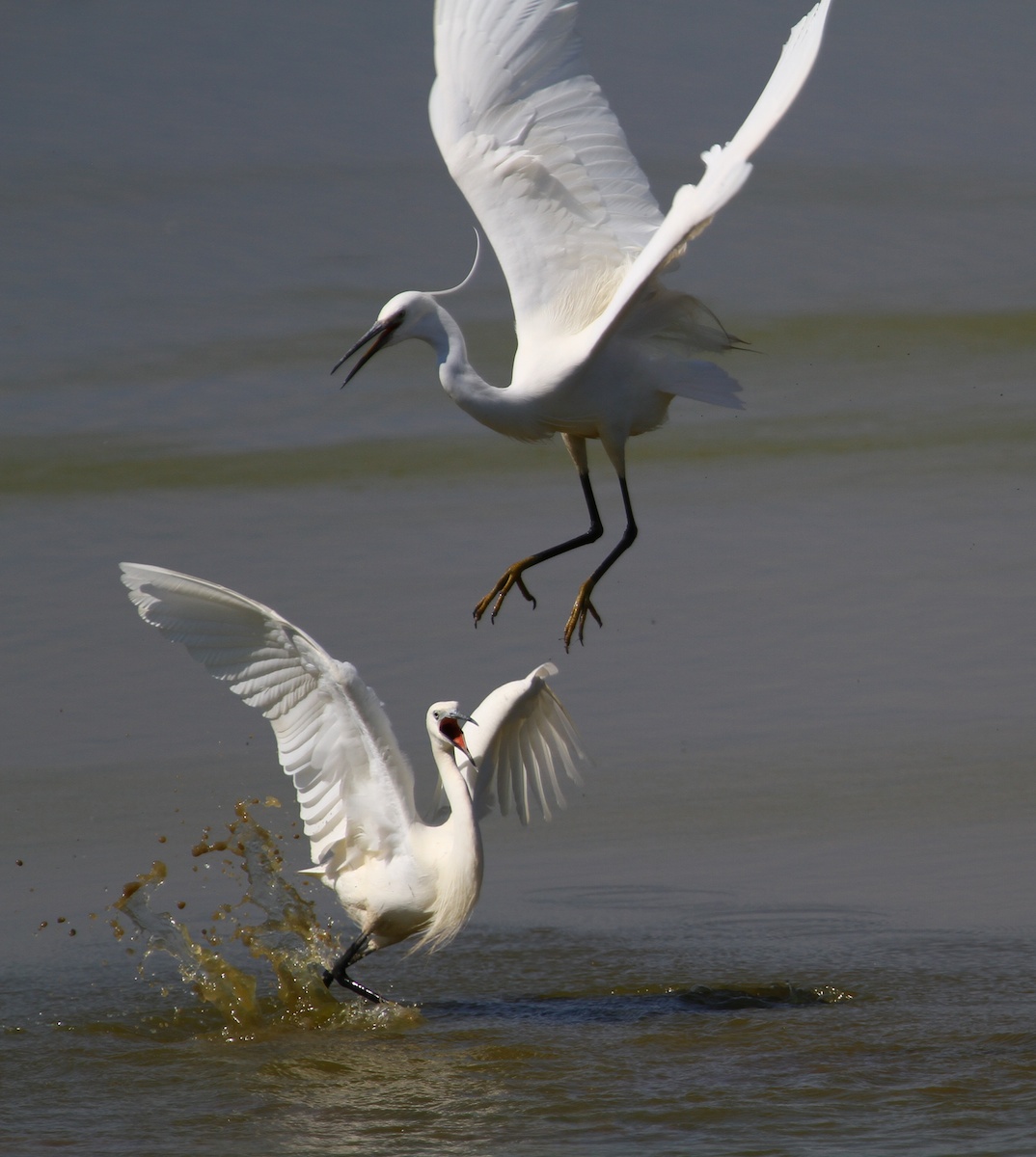 Garzette in Lotta 14