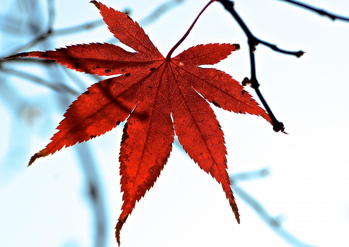 foglia di acero