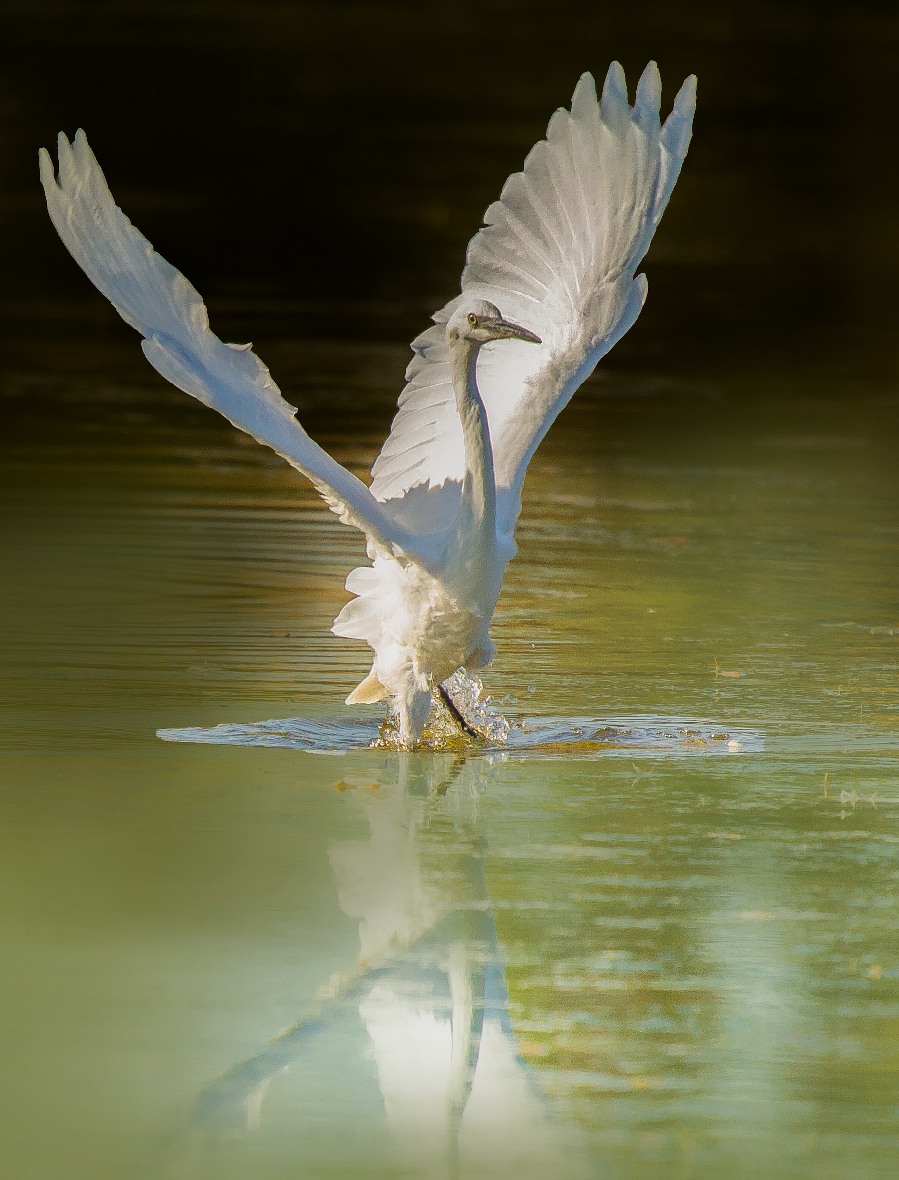 Garzetta al tramonto