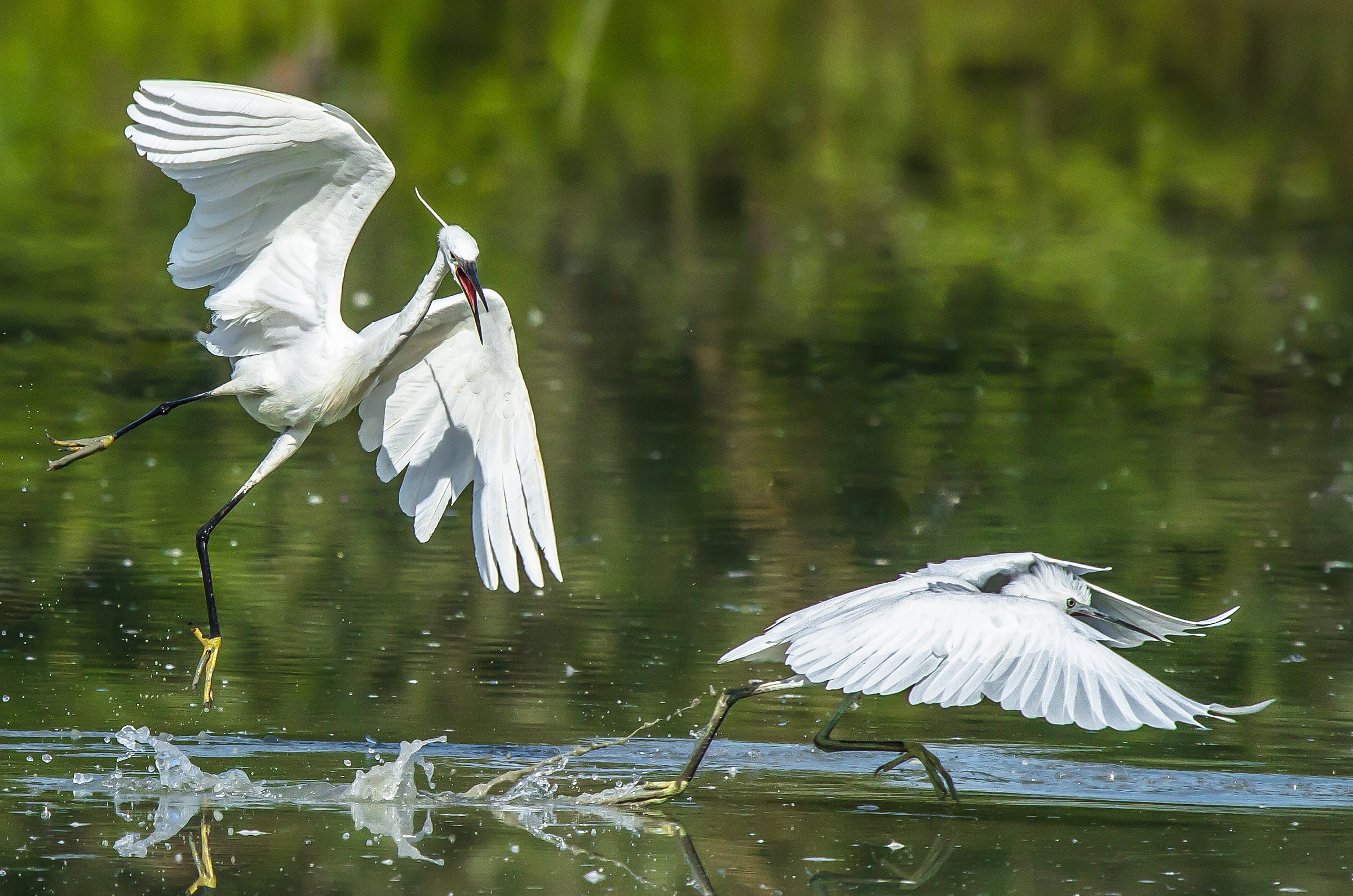 Adesso le prendi....