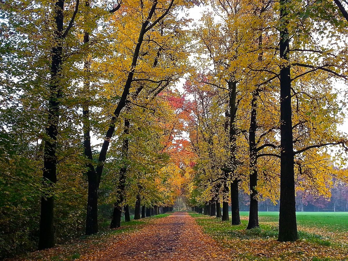 monza il parco in autunno