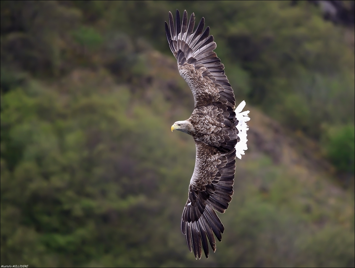 bianco dalla coda ...