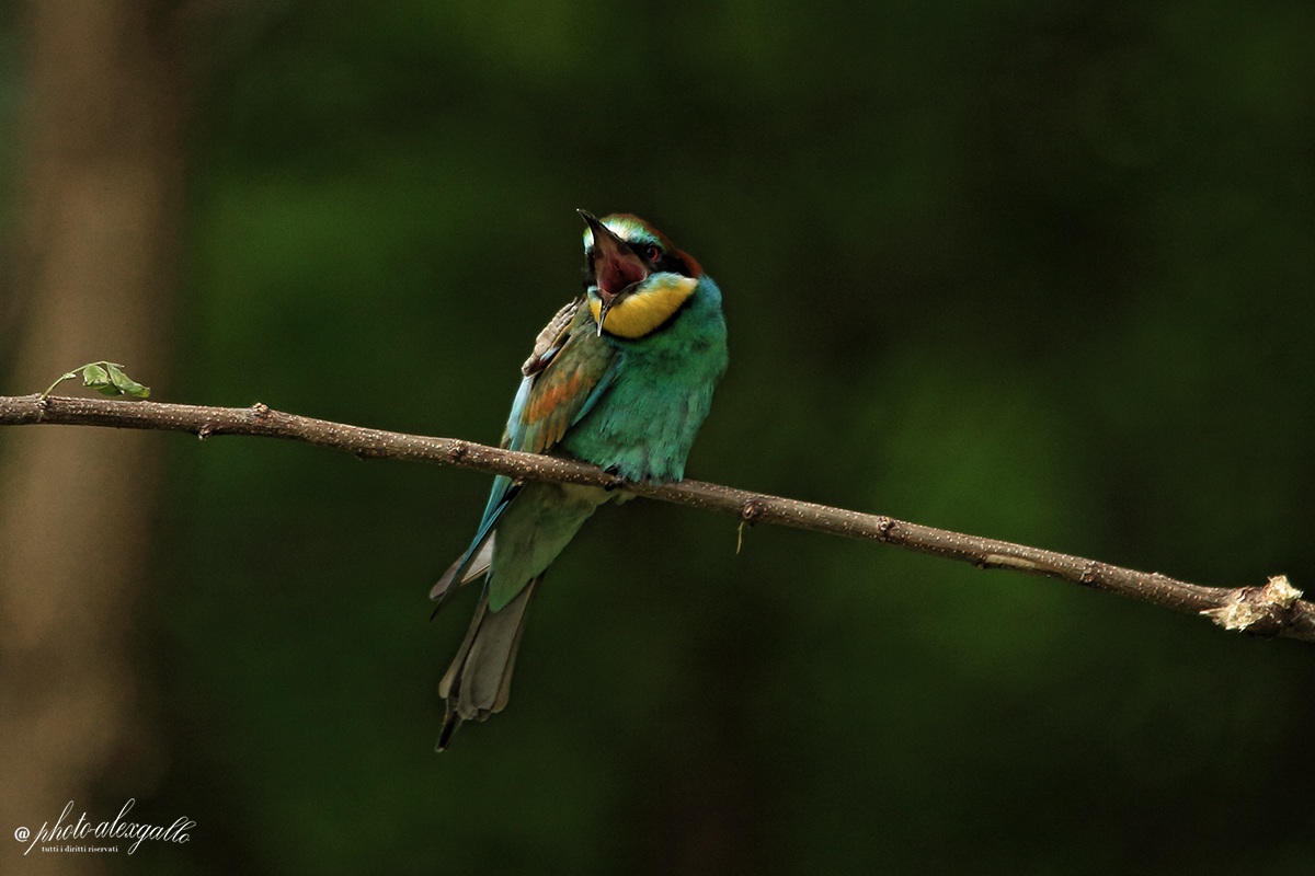 l'urlo (del gruccione)