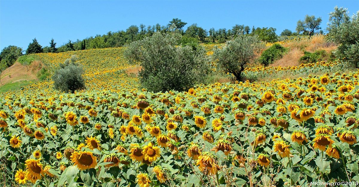 Girasoli in Alta Val Tiberina