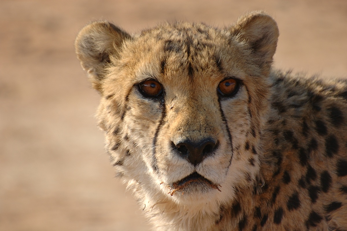 cheetah