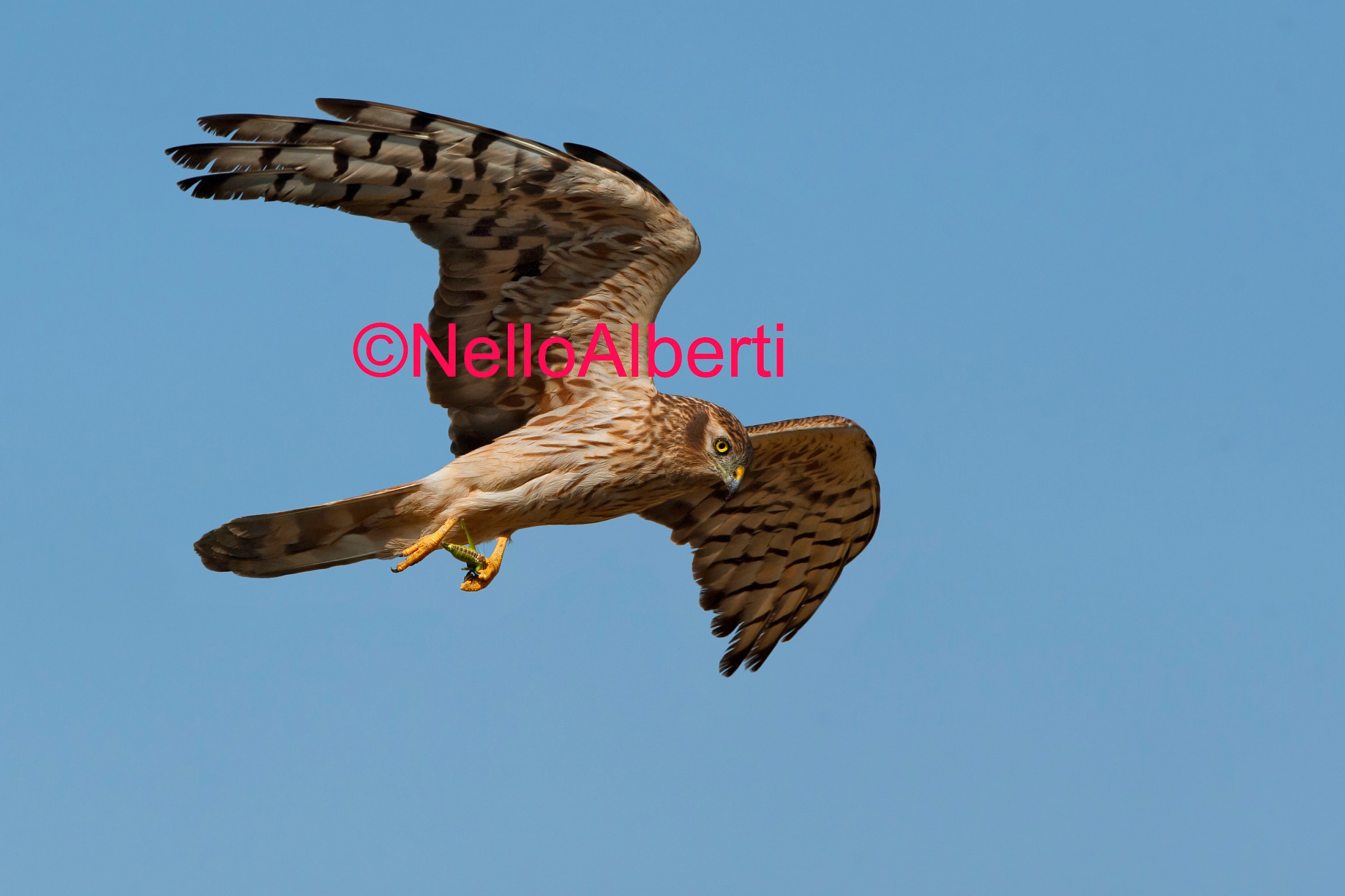 Albanella minore in volo con grillo