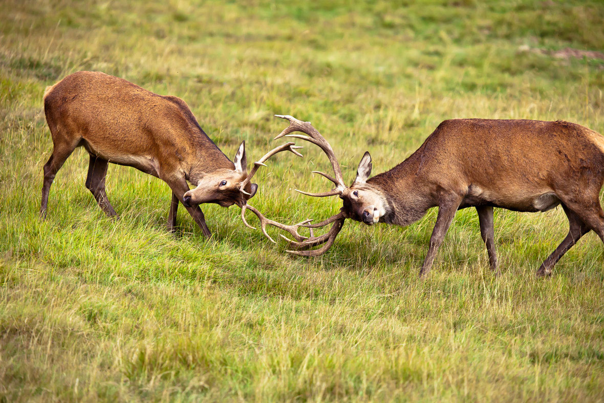 Stagione degli amori
