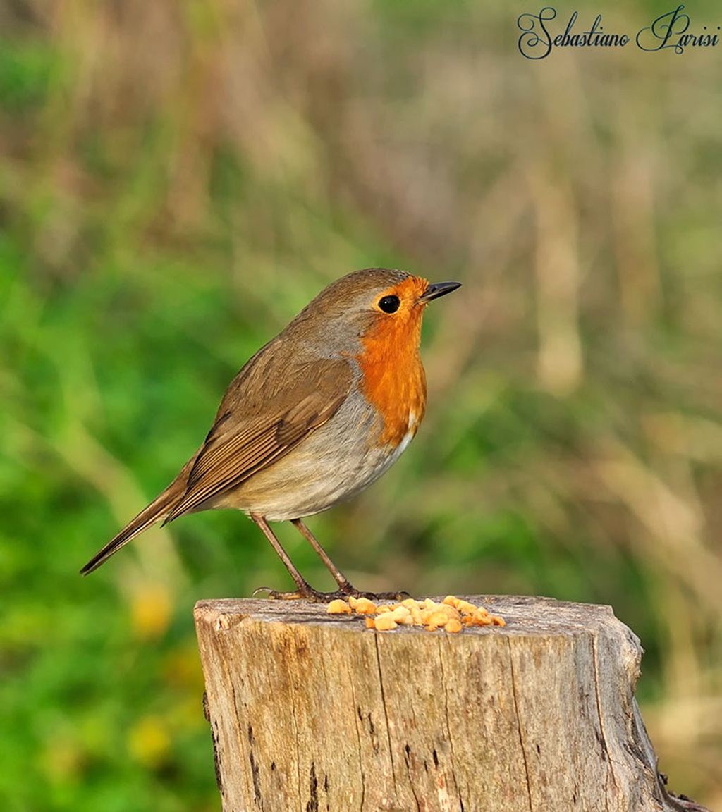 Robin