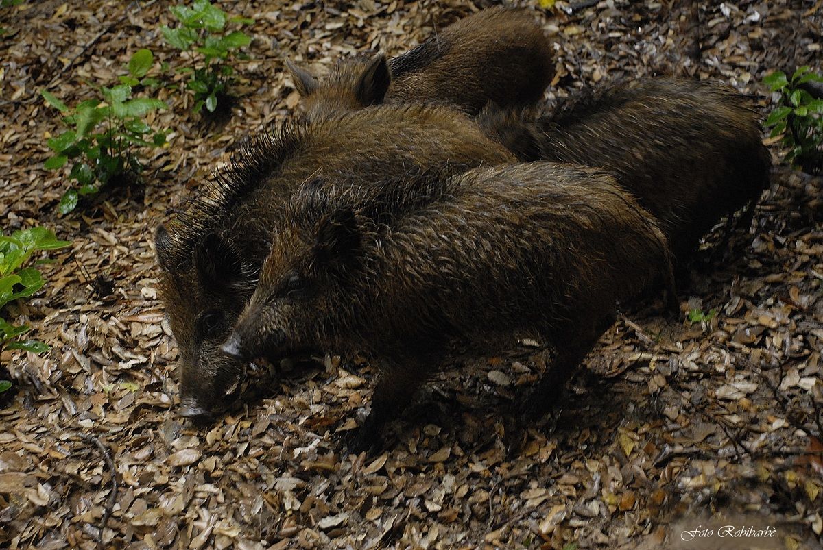 Cinghiale .....