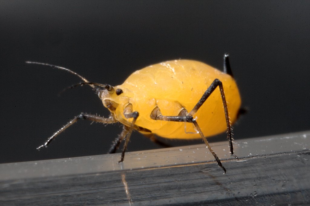 Yellow aphid