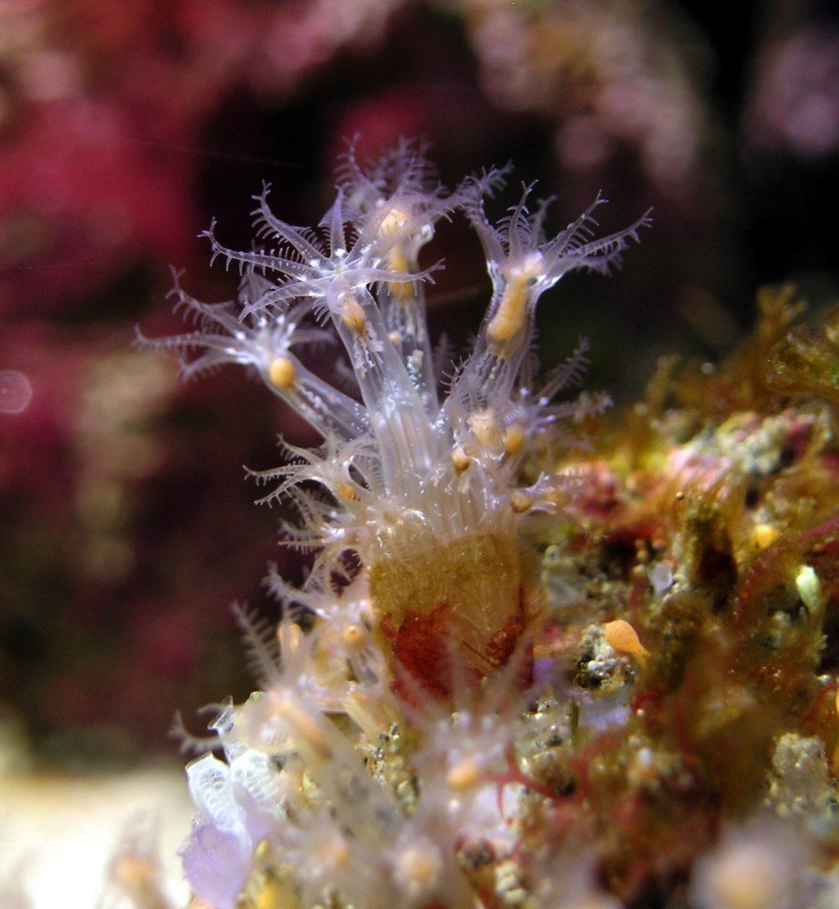 Paralcyonium spinulosum