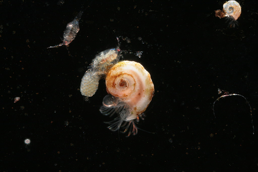 Copepods around