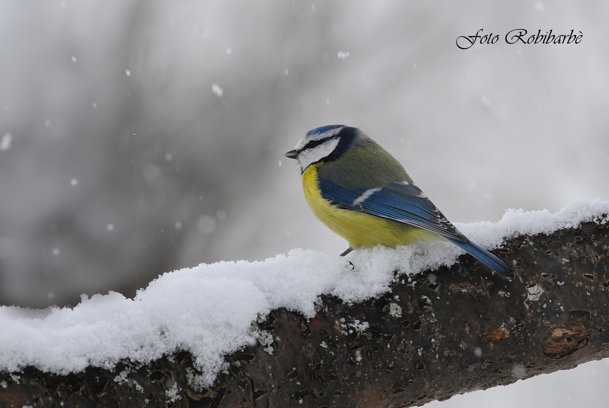 Cinciarella...tra un fiocco e l'altro...
