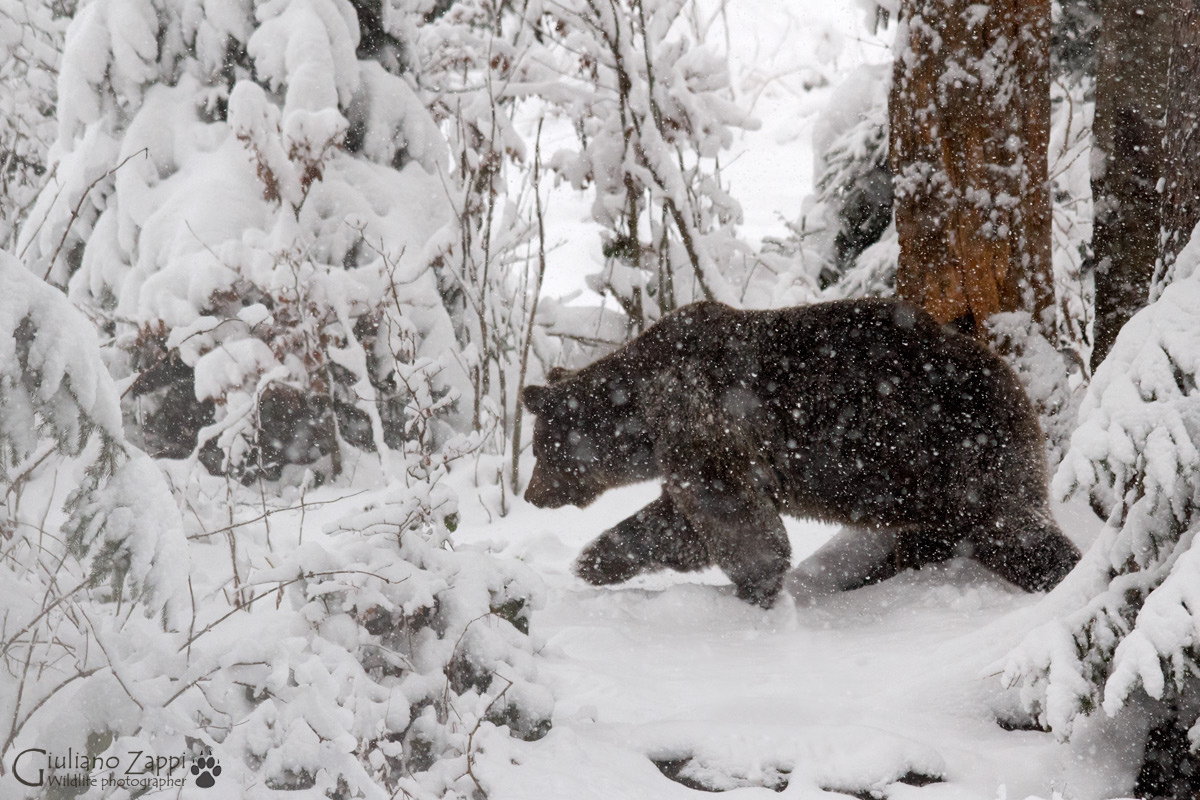 Il risveglio dell'orso.