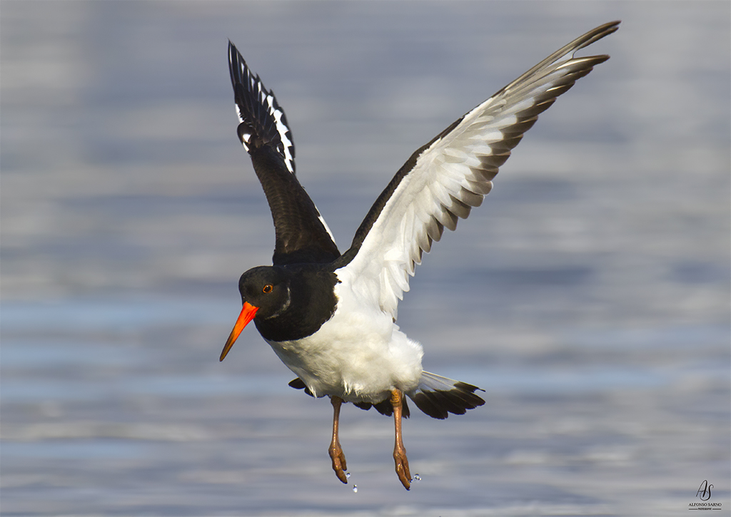 Oystercatcher Sea