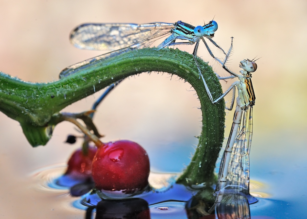 Dai vieni su cara...