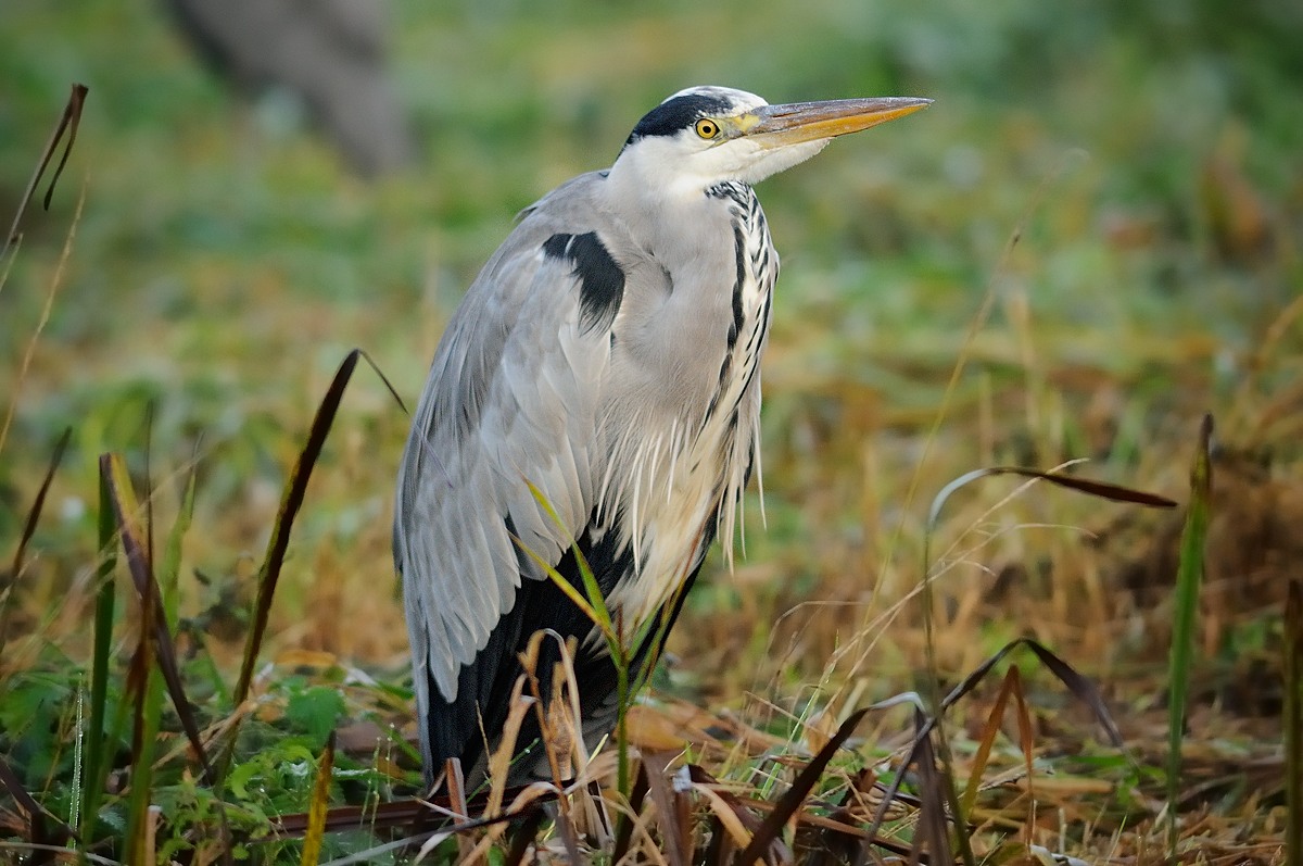 Grey Heron