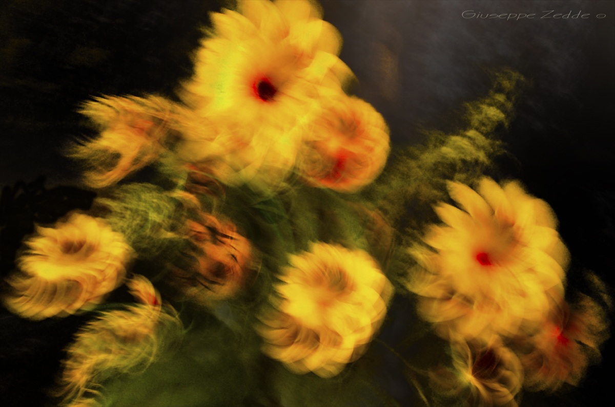 sunflowers