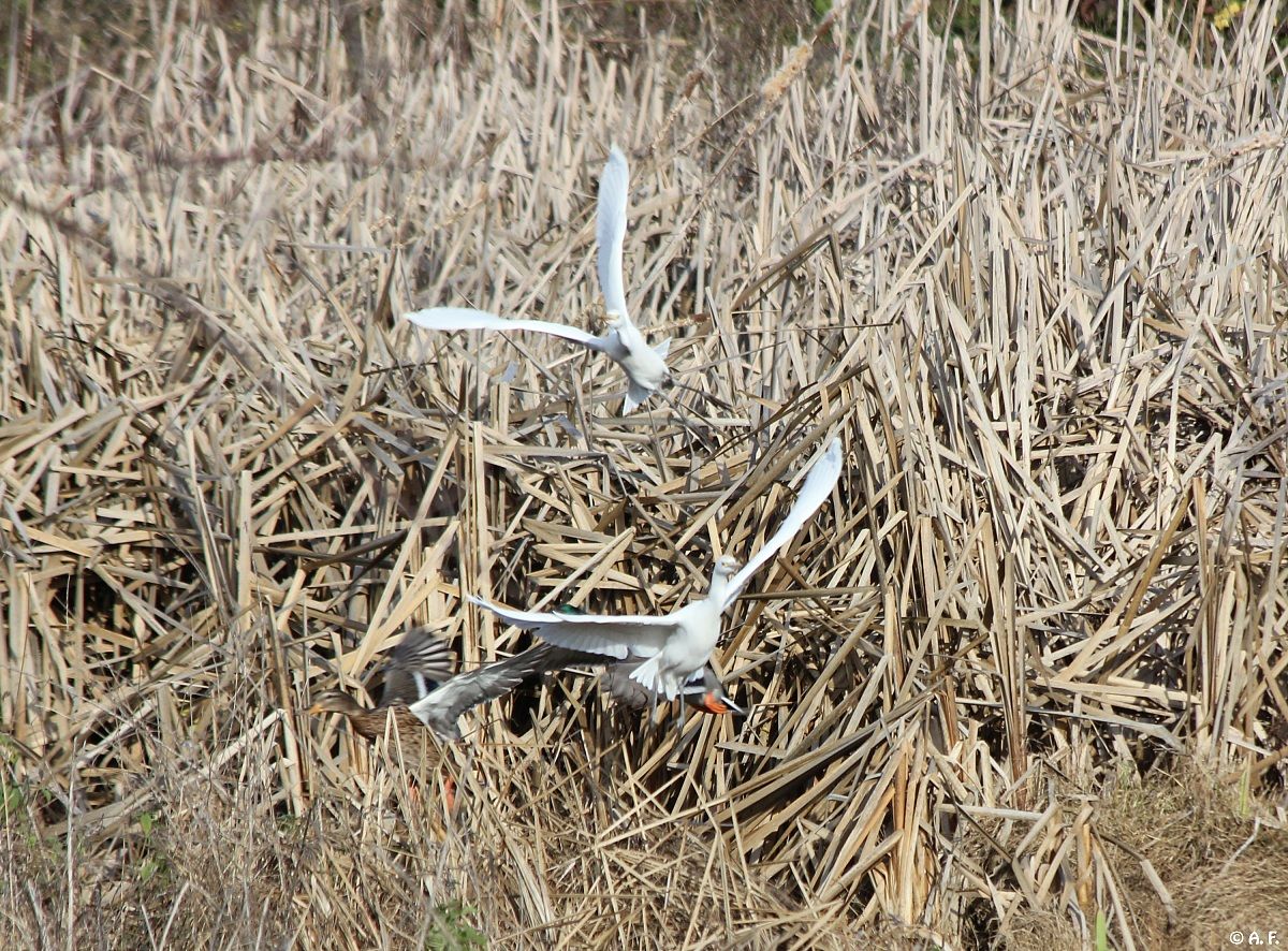 Cattle Egrets