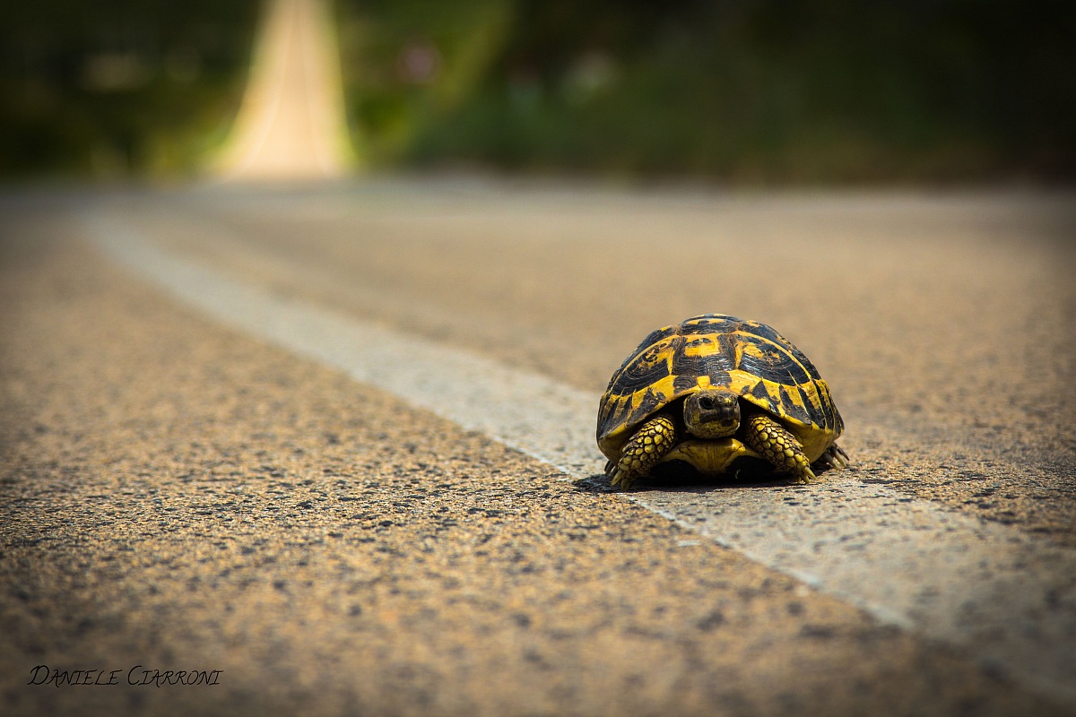 Who goes slowly, goes away ....