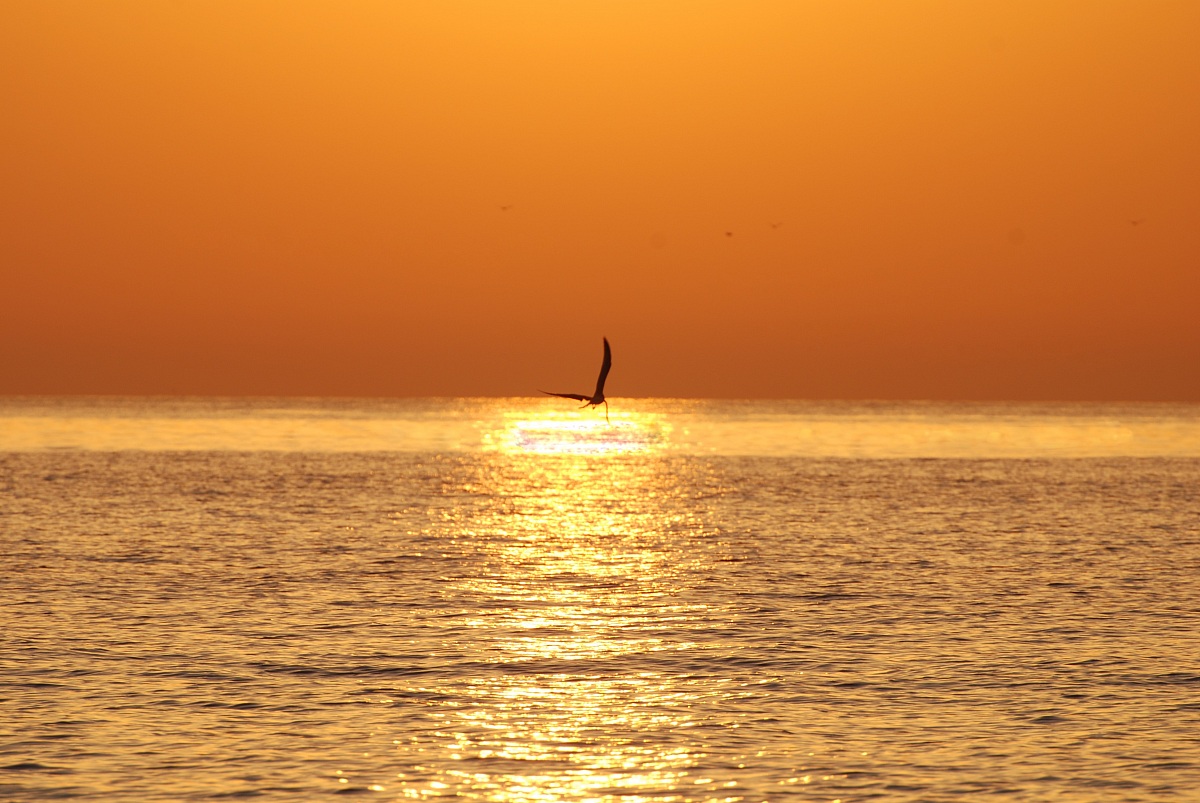 i colori della libertà