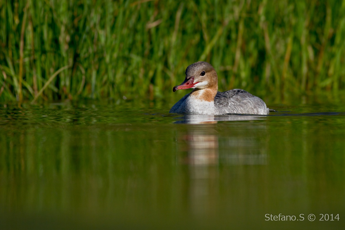 Smergo maggiore maschio in eclissi