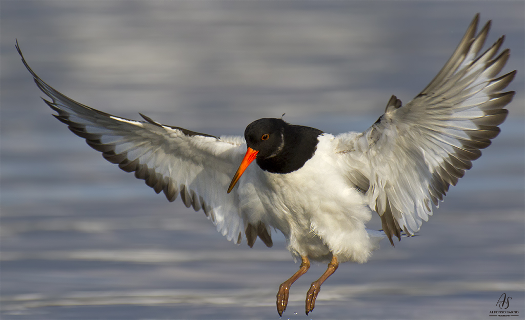 Oystercatcher Sea