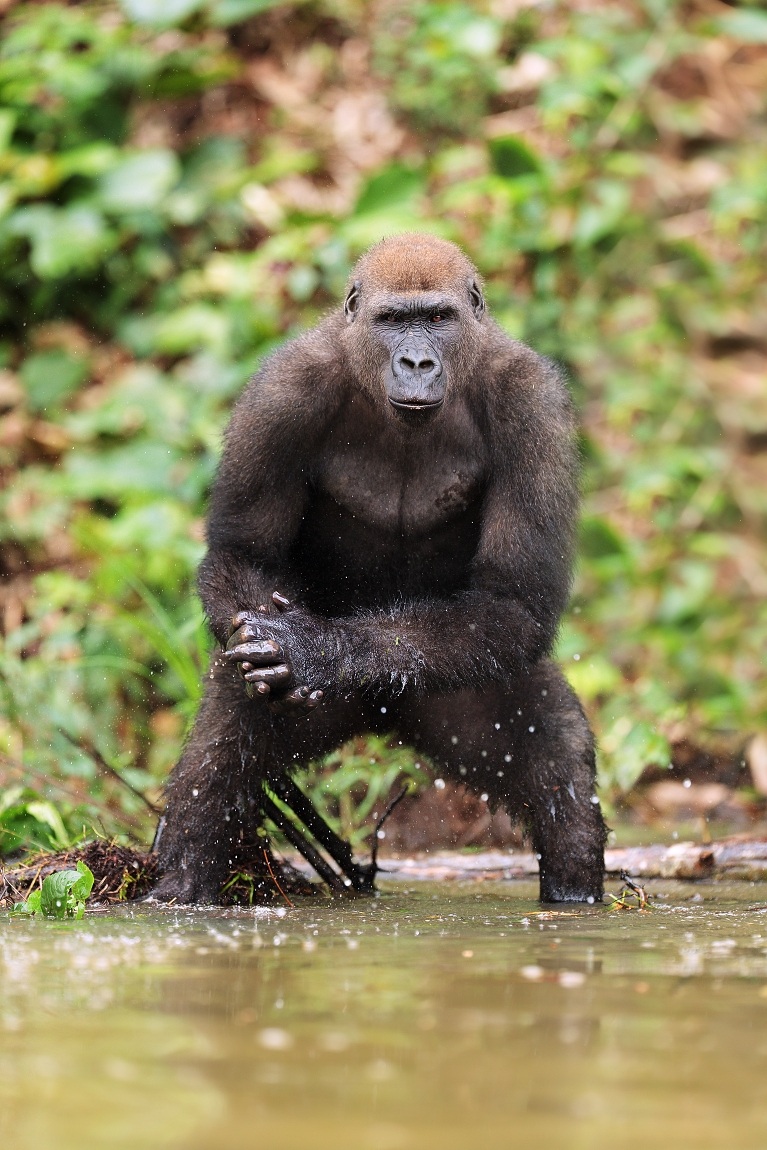 Gorilla di pianura occidentale