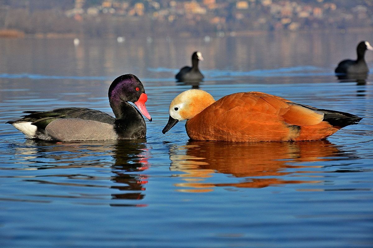 Pochard beccorosa m. Casarca f.