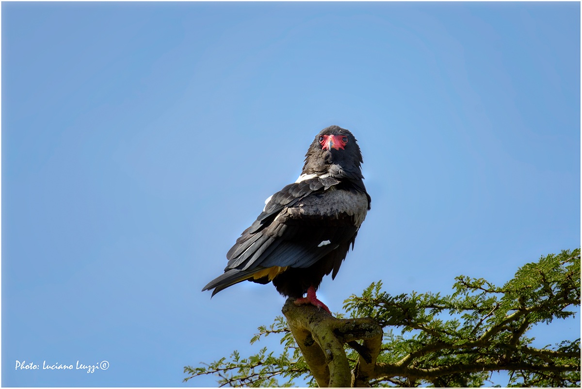 Falco Giocoliere (Terathopius Ecaudatus)