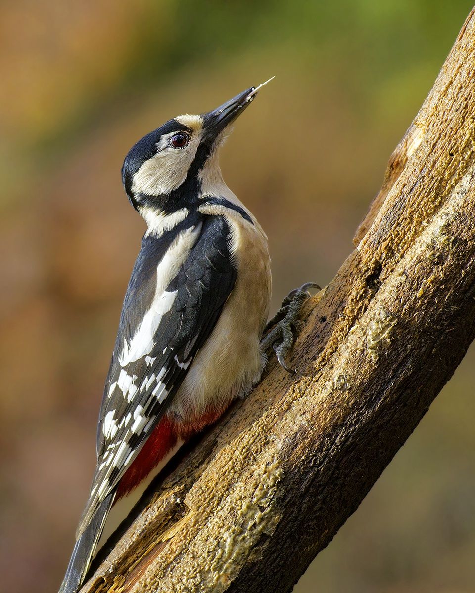 woodpecker